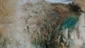 ОПАРЫШИ на животном. Как от них избавиться ? Рассказываем в ролике