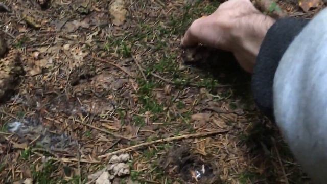 Белый гриб еловый смотреть онлайн