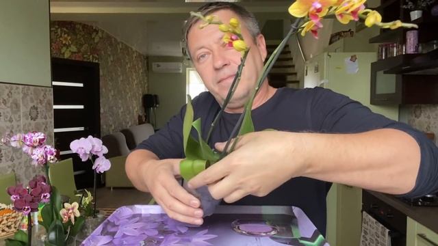 КОРНИ ОРХИДЕИ цветущей МОЖНО потрошить орхидея Менкар смотреть онлайн