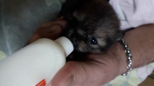 цвергшпиц , кормление молочной смесью . miniature spitz, formula feeding. смотреть онлайн