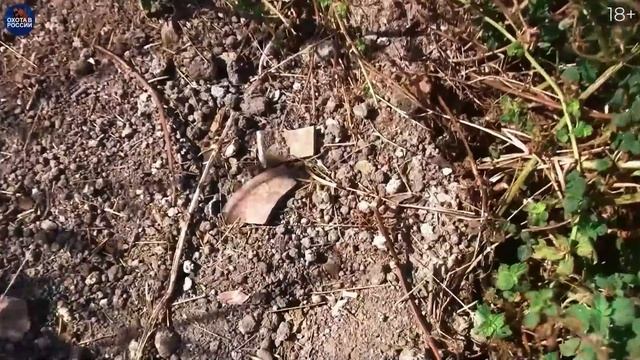 Секреты ОХОТЫ на БАРСУКА. Добываем 5 БАРСУКОВ в одном фильме смотреть онлайн