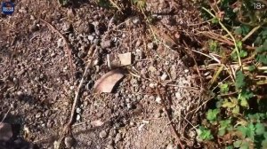 Секреты ОХОТЫ на БАРСУКА. Добываем 5 БАРСУКОВ в одном фильме