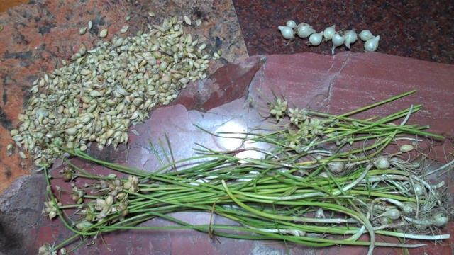 EatTheWeeds: Episode 140: Wild Onions/Wild Garlic