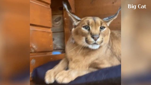 Caracal Pumba Hissing Compilation : Floppa