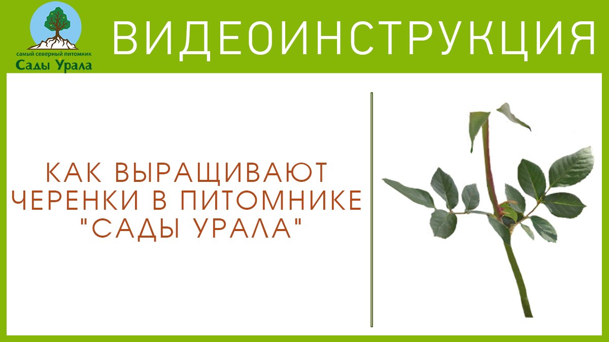 Как выращивают черенки в питомнике «Сады Урала» смотреть онлайн