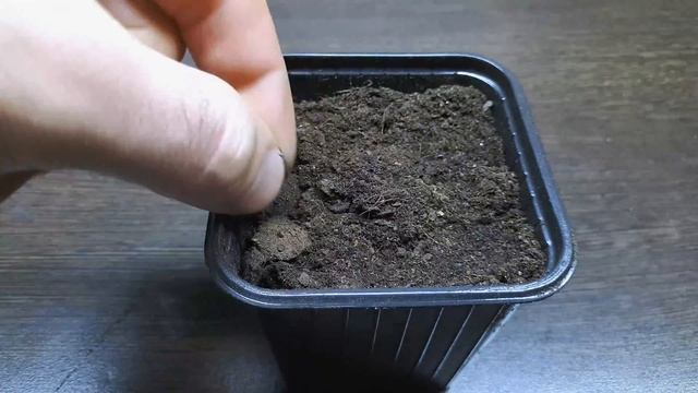 УСКОРЕННАЯ СТРАТИФИКАЦИЯ СЕМЯН. ВЫРАЩИВАНИЕ ЛАВАНДЫ ИЗ СЕМЯН смотреть онлайн