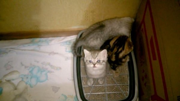 Котята просятся на ручки!