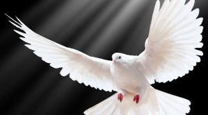 Благовествуй земле радость велию