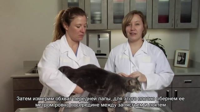 Морфометрические измерения для кошек. Калькулятор здорового веса Hill's. смотреть онлайн