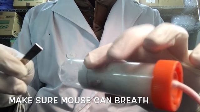 How to do intravenous tail injection in mouse смотреть онлайн