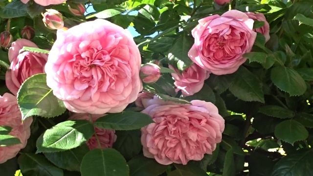 Rosa ´Sweet Laguna´ смотреть онлайн