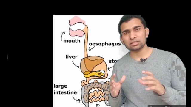 Digestive system ?GIT function and disease ?||hindi,urdu|| смотреть онлайн