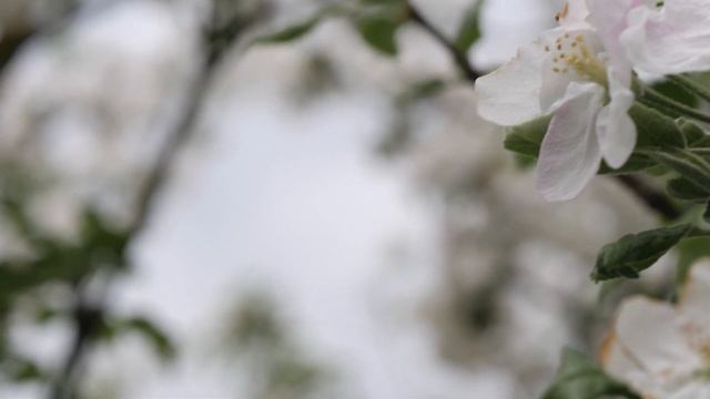 Весенние кадры. Цветы, деревья весной. Звуки птиц и природы смотреть онлайн