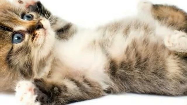 Милые фото животных ♡♡♡ смотреть онлайн