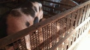 В каком возрасте поросят отнимать от свиноматки.