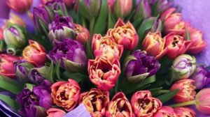 8 mart təbrikləri whatsapp üçün statuslar 2023