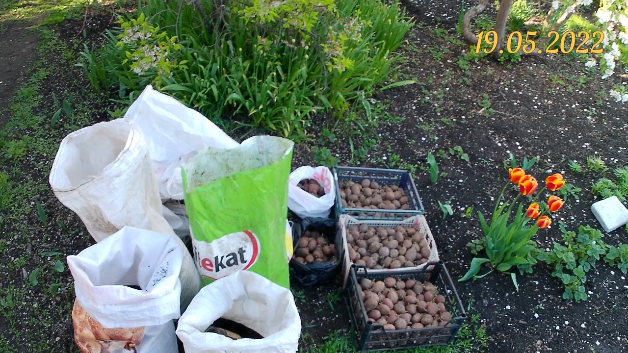 Картофель на биогумусе. Сезон 3. Видео 1. Обзор семенной картохи и органического удобрения биогумус смотреть онлайн