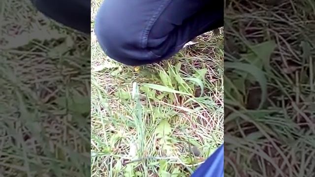 Подпал слизня смотреть онлайн