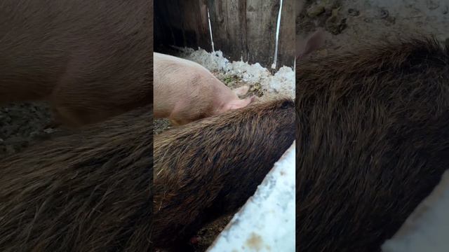 уличное содержание поросят, как зимой живут поросята на улице смотреть онлайн
