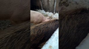уличное содержание поросят, как зимой живут поросята на улице