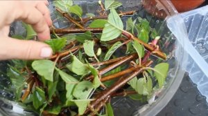 Осеннее черенкование метельчатой гортензии.