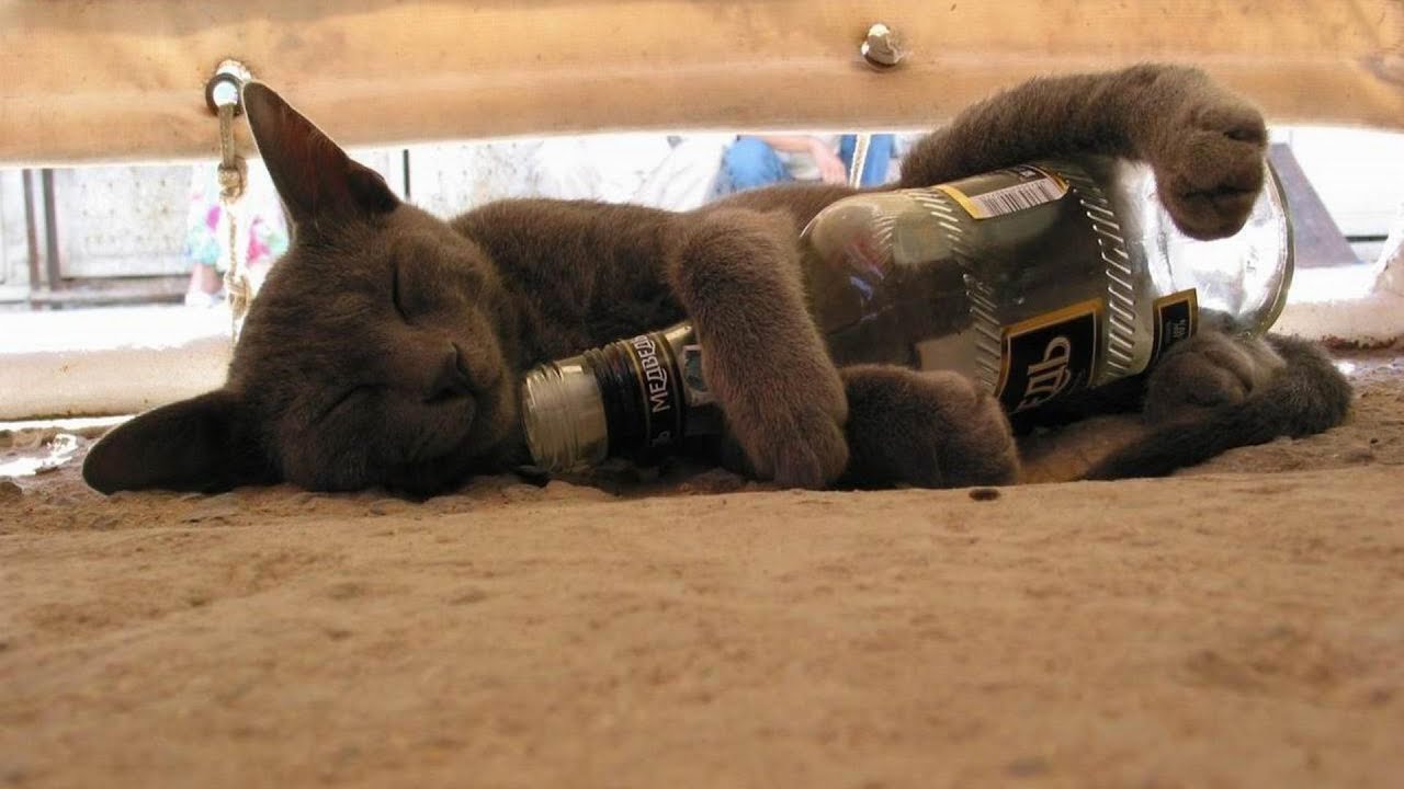 смешные животные ? Смех до упаду.засмеялся подписался. смотреть онлайн