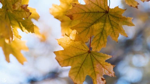 Enchanting Autumn Forests With Peaceful Soft Music - Autumn Melodies, Relaxing Piano Music