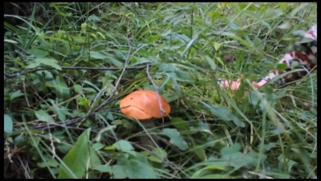 Собираем грибы. смотреть онлайн