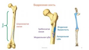 Кости нижней конечности