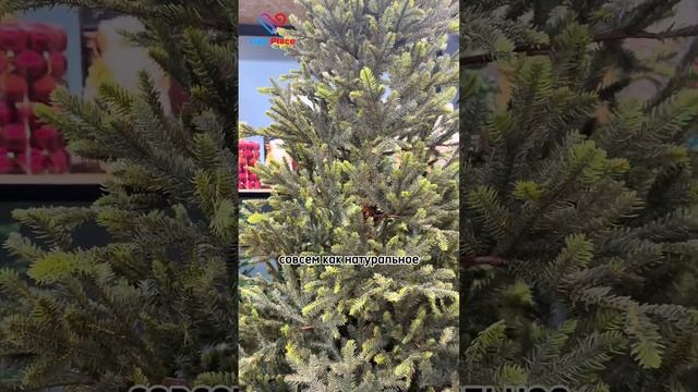 Чарующая смотреть онлайн