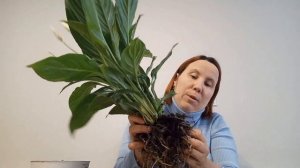 Спатифиллум пересадка  в минеральный грунт в закрытую систему. Внимание ЭКСПЕРИМЕНТ.