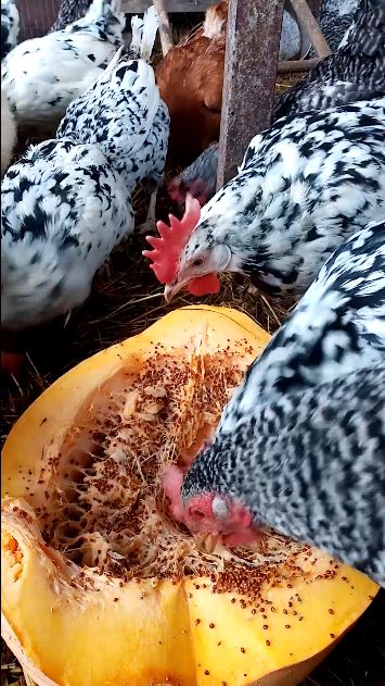 Теперь куры обязательно полюбят тыкву. смотреть онлайн