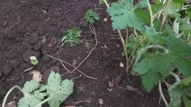 Благоустройство участка Ландшафтный дизайн Посадили кедры и ели смотреть онлайн