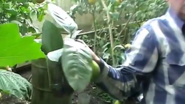 Теплица апрель смотреть онлайн