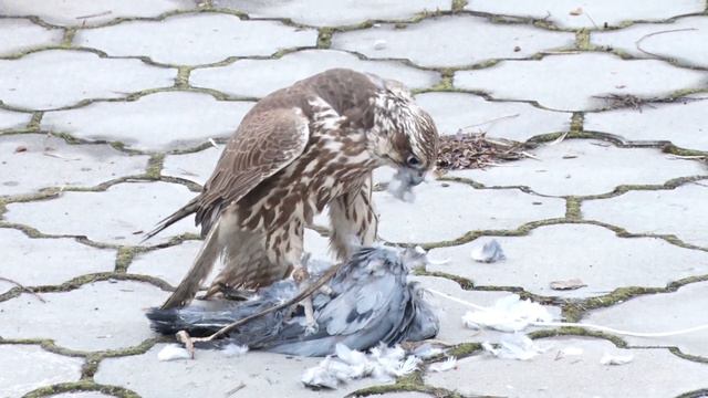 Коёндун көзүн чыгара тепкен ителги. Таң маанай смотреть онлайн