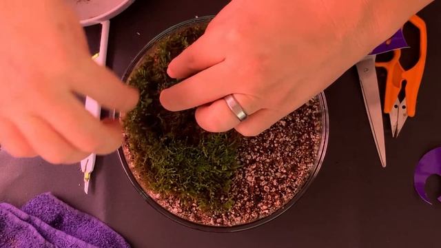 The Child Carnivorous Pinguicula Terrarium смотреть онлайн