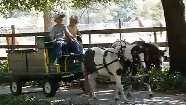 Driving Minis - Cowboy & Prissy смотреть онлайн