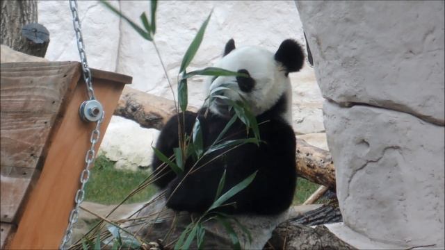 Московский зоопарк - 2021. Большая панда смотреть онлайн