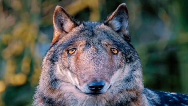 1 час 🔥Когда водила протянул аукс все мои волки делают ауф смотреть онлайн