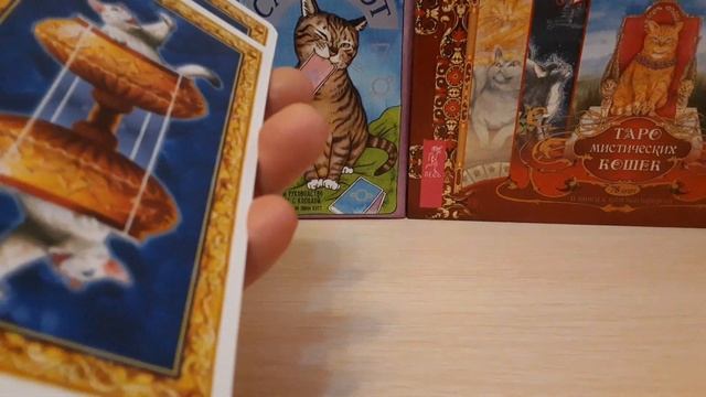 Таро кошек. Моя коллекция таро кошек. Кошачьи колоды таро смотреть онлайн