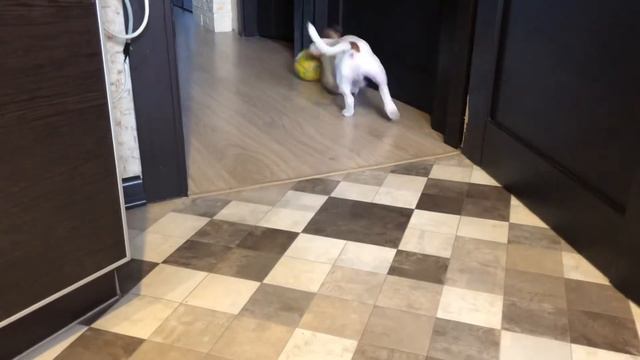 Деревянные игрушки. Щенок 4 мес смотреть онлайн