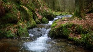 Как найти воду в лесу | Методика поиска | Подготовка воды