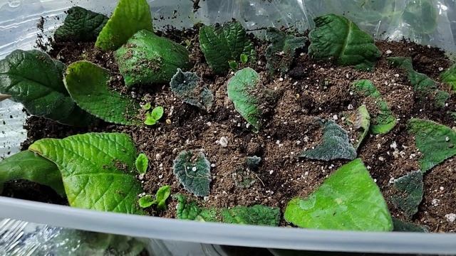 Стрептокарпусы, где мы их покупаем и как размножаем смотреть онлайн