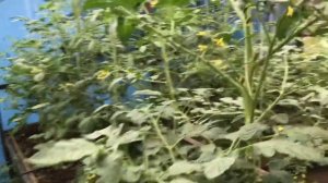 Опыление томатов в теплице для завязи