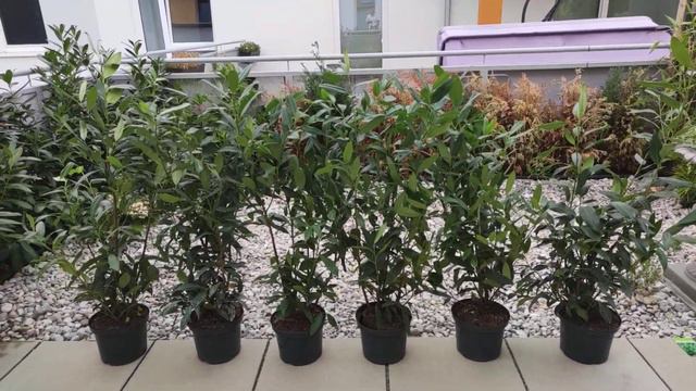 Chamaecyparis lawsoniana Scheinzypressen Hecke Tot Kaputt Hin Vertrocknet Rekord Dürre Schaden 2022 смотреть онлайн