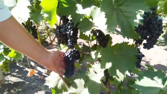 Обзор виноградника Горлова Н. А. смотреть онлайн