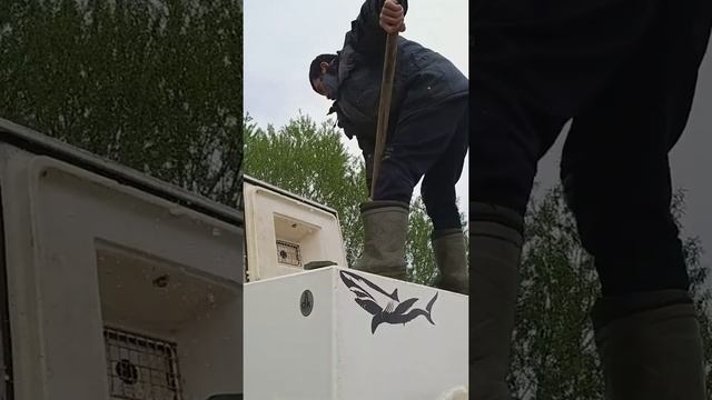 рыбалка рыбалка в подмосковье карп ловля карпа суперкарп белеутово Karp Fishing(1)