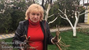 Гибискус Травянистый. Посадка корневища