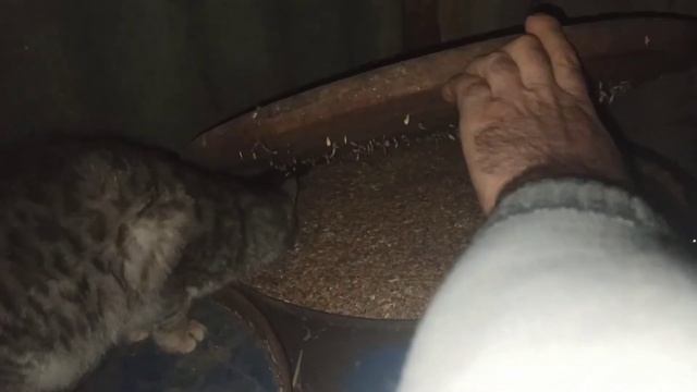 КОТЁНОК УЧИТСЯ ЛОВИТЬ МЫШЕЙ. смотреть онлайн