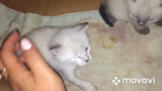 Обещала показать удивительных котят окраса Блю-Пойнт смотреть онлайн